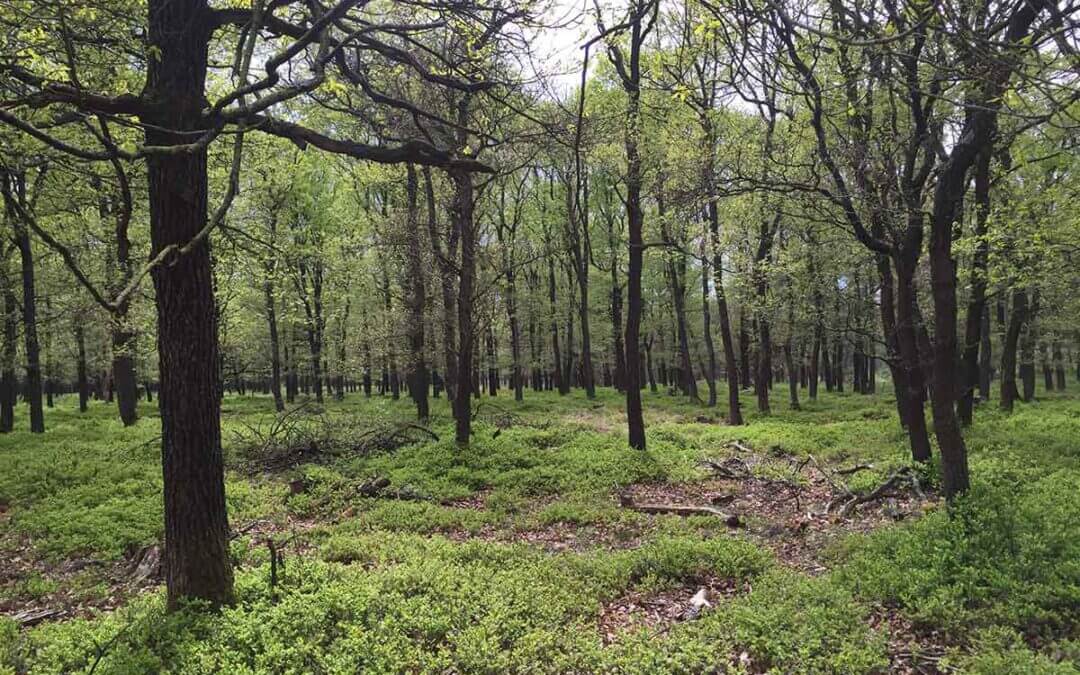 terreininrichting/ landschapsontwerp AZC Gilze-Rijen