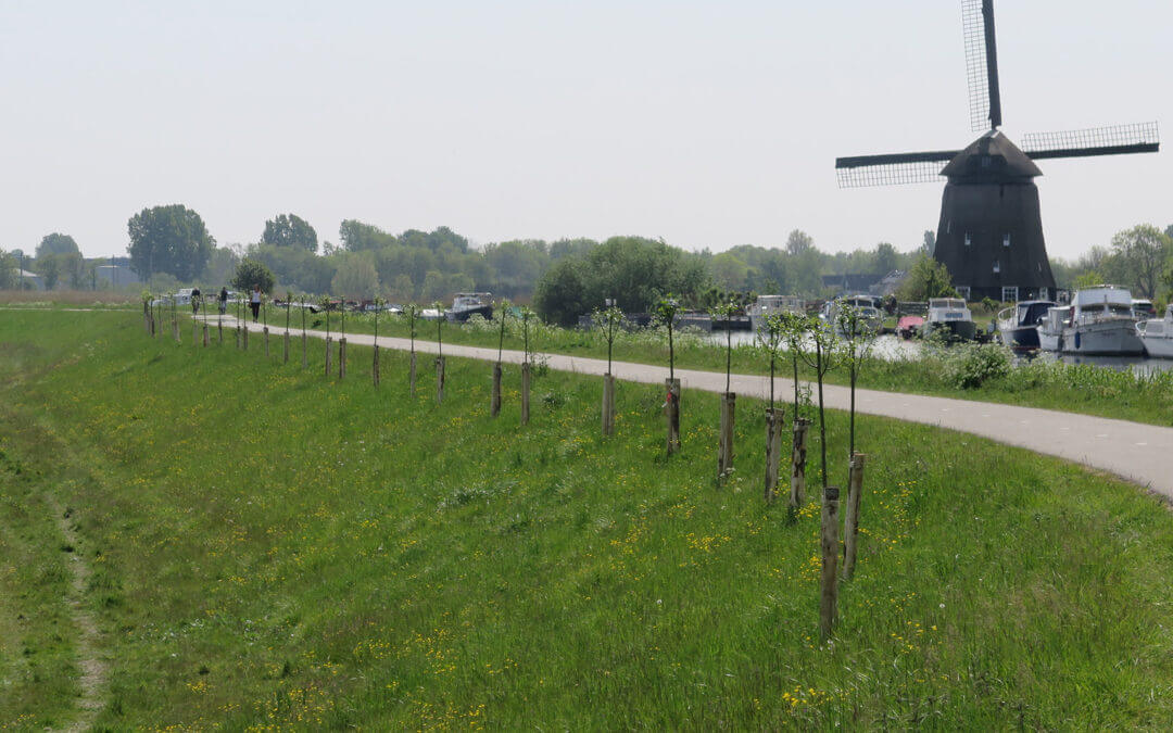 bomen op Westdijk Heerhugowaard