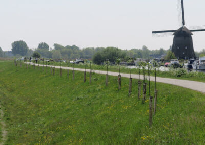 bomen op Westdijk Heerhugowaard