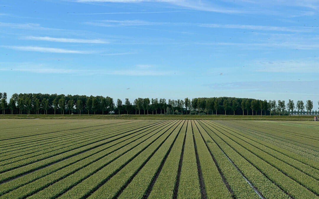 Landschapsprofiel Flakkee bouwsteen voor omgevingsvisie